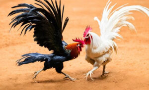 cách chơi đá gà