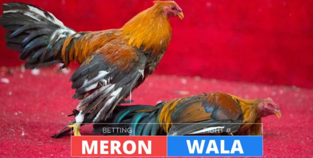 Kèo meron và kèo wala có tỉ lệ trả thưởng xấp xỉ nhau